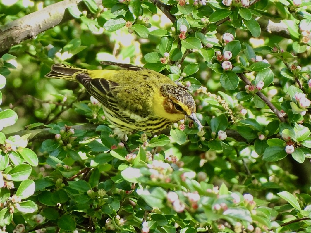 Cape May Warbler - ML334702781