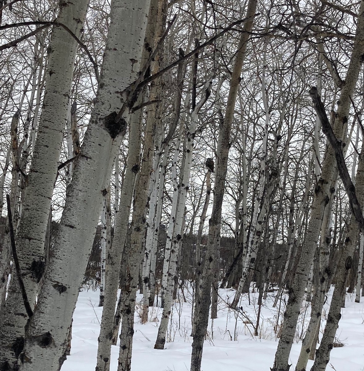 Boreal Owl - ML334702931