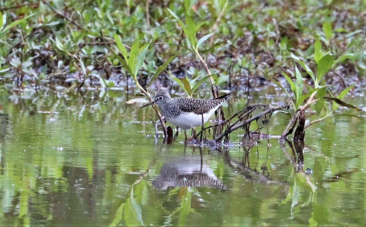 Solitary Sandpiper - ML334703211