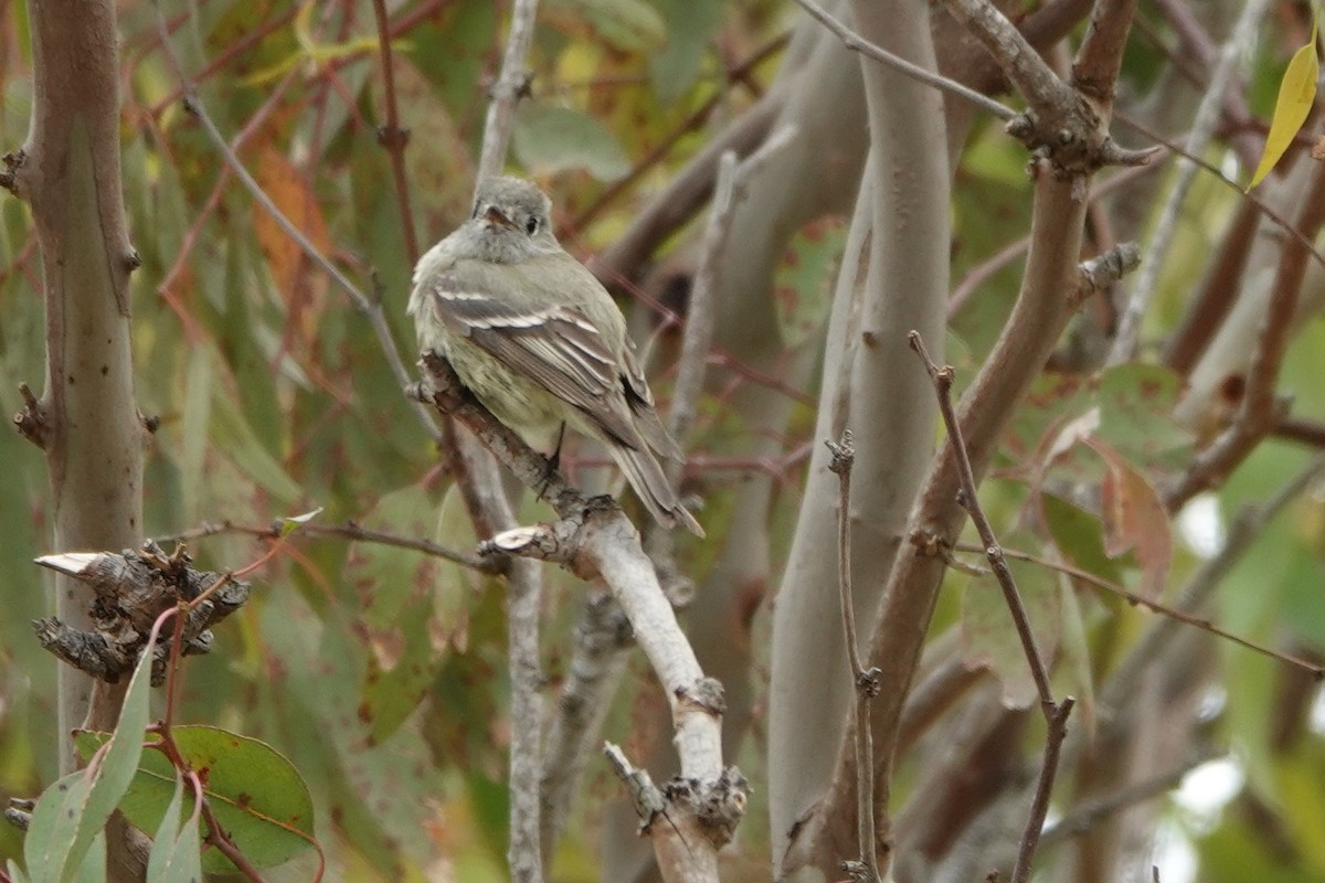 Hammond's Flycatcher - ML334703571