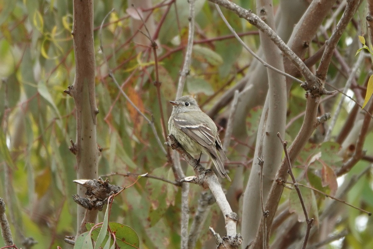 Hammond's Flycatcher - ML334703591