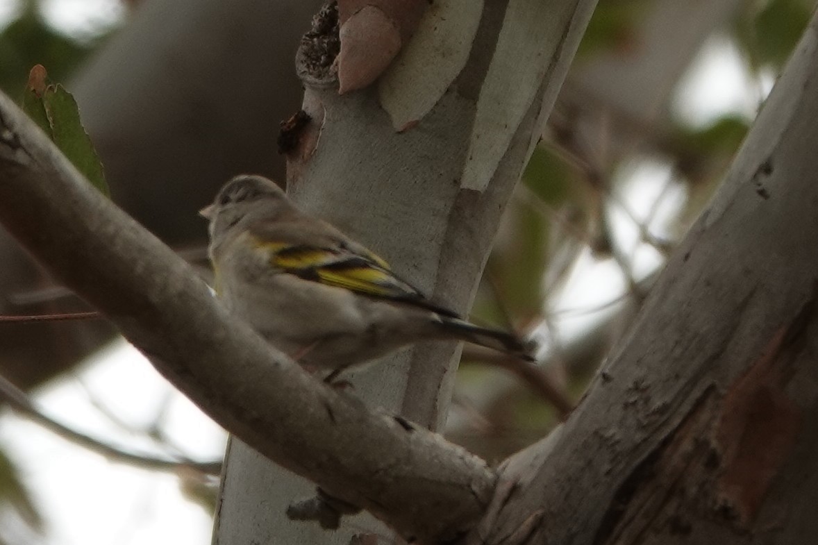 Lawrence's Goldfinch - ML334703731