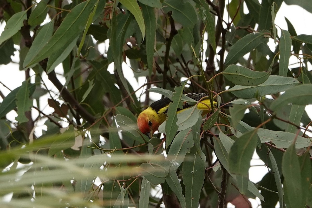 Western Tanager - ML334704131