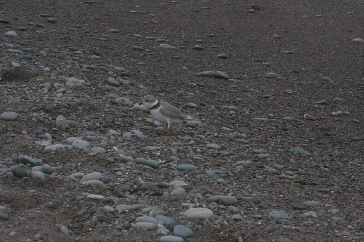 Piping Plover - ML334704451