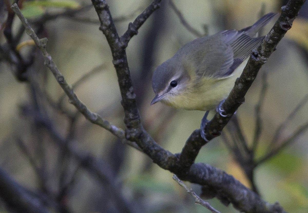 Vireo de Filadelfia - ML33470511