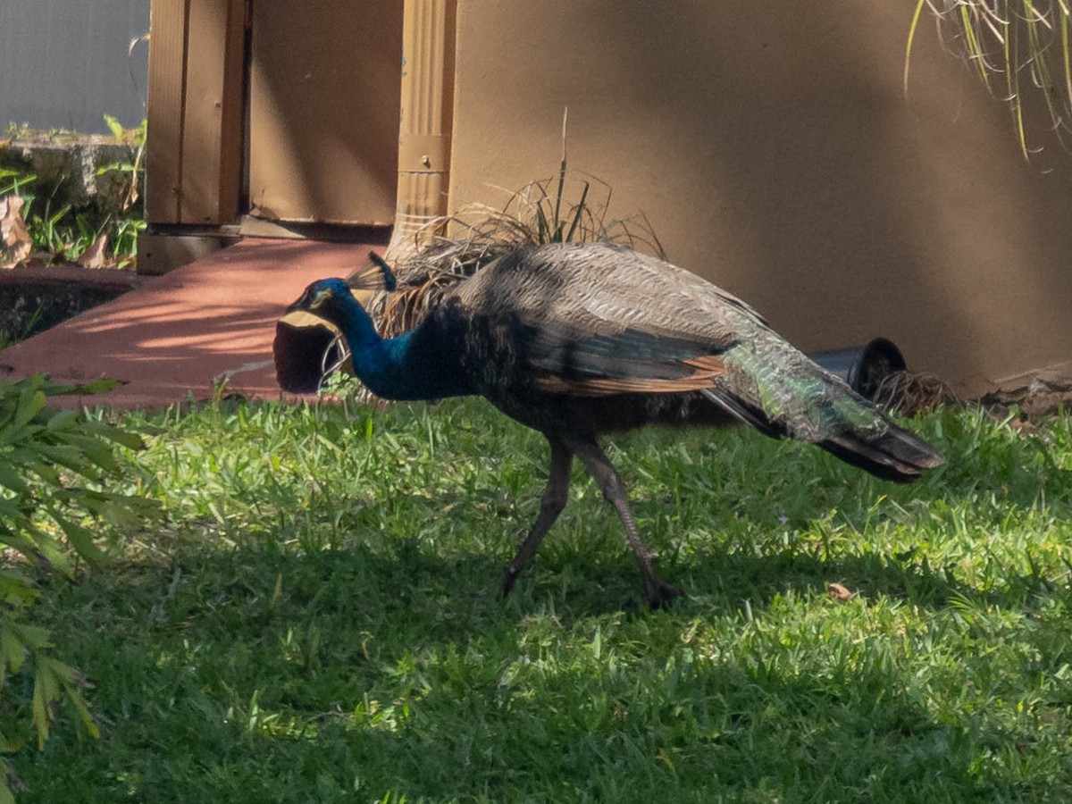 Indian Peafowl - ML334706471