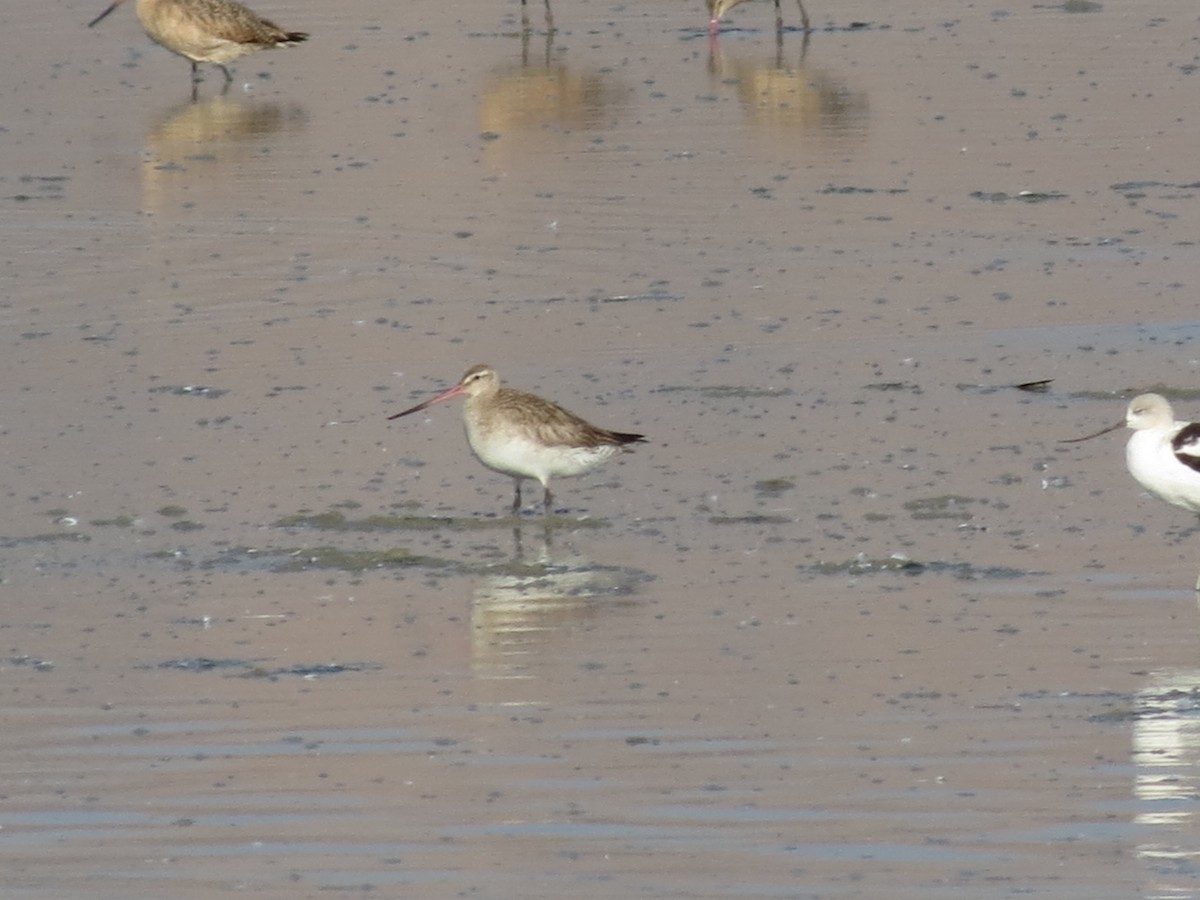 Bar-tailed Godwit - Sean McLiam