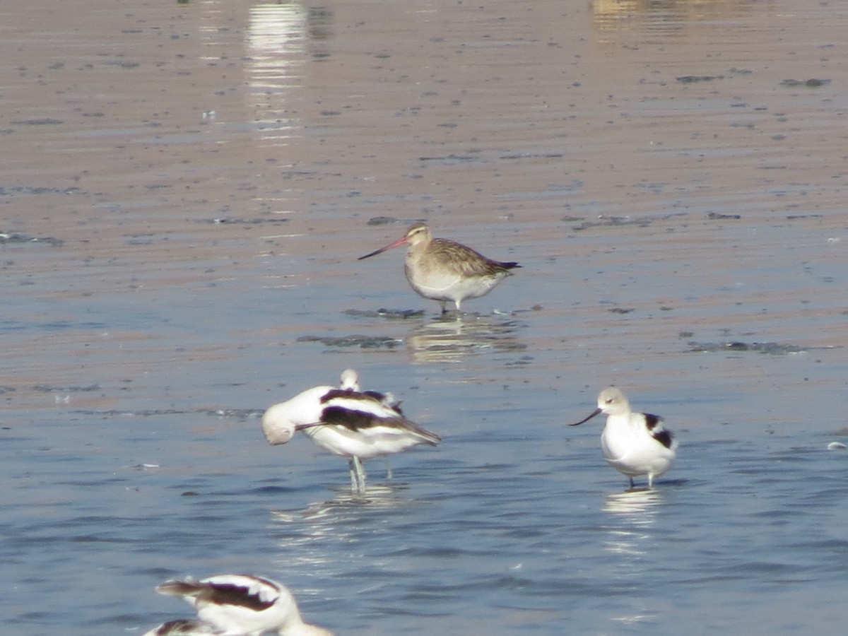 Bar-tailed Godwit - ML33470711