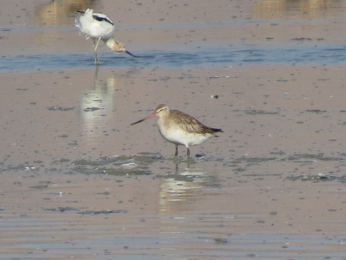 Bar-tailed Godwit - ML33470731