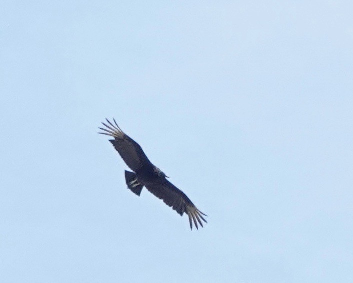 Black Vulture - ML334707781