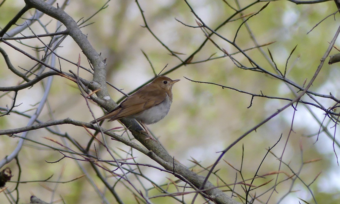 Veery - ML334708001