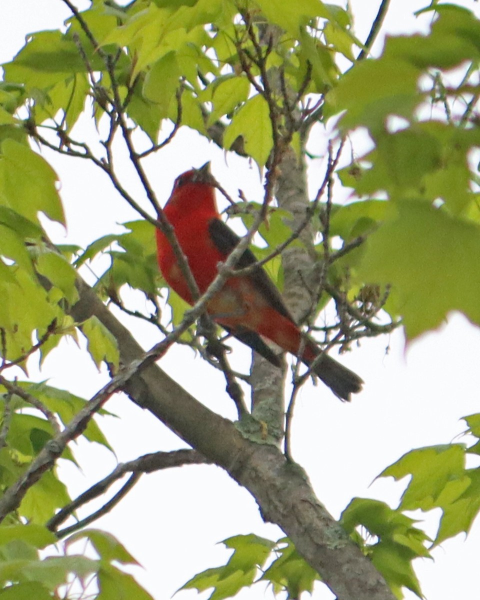 Scarlet Tanager - ML334709641
