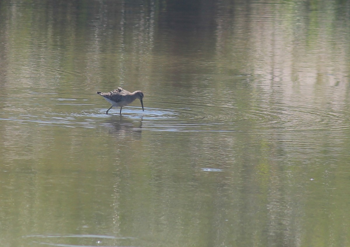 Stilt Sandpiper - ML33471011