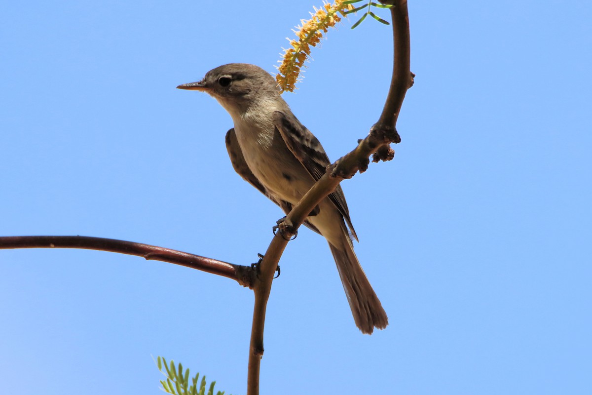 Gray Flycatcher - ML334710811