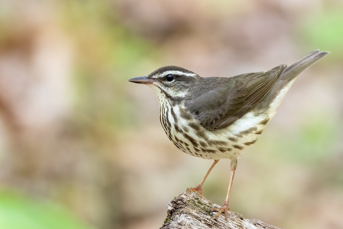 Louisiana Waterthrush - ML334710951