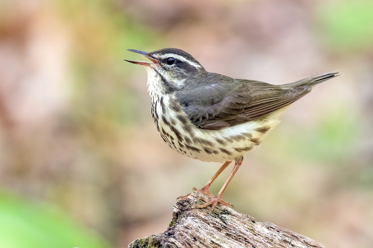 Louisiana Waterthrush - ML334710961