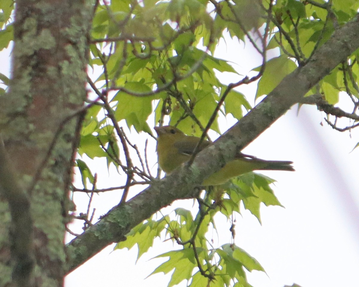 Scarlet Tanager - ML334711001