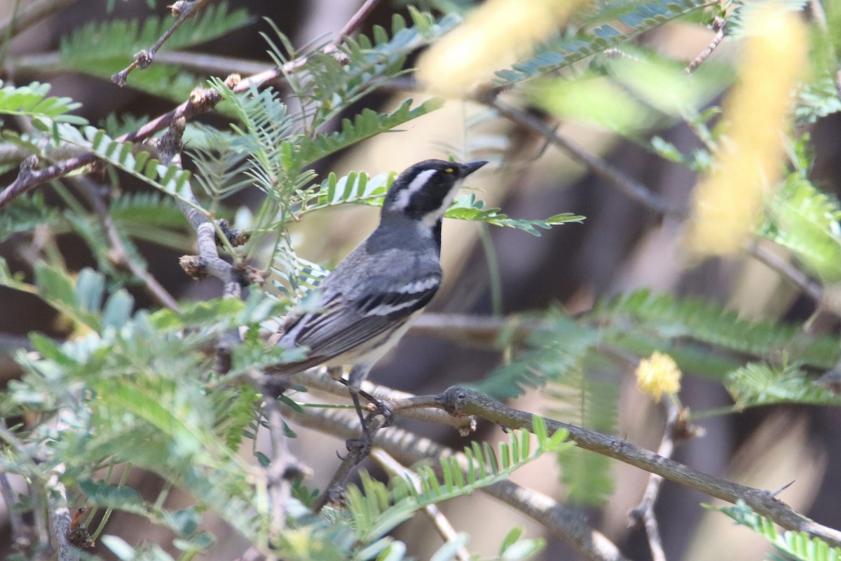 Black-throated Gray Warbler - ML334711121