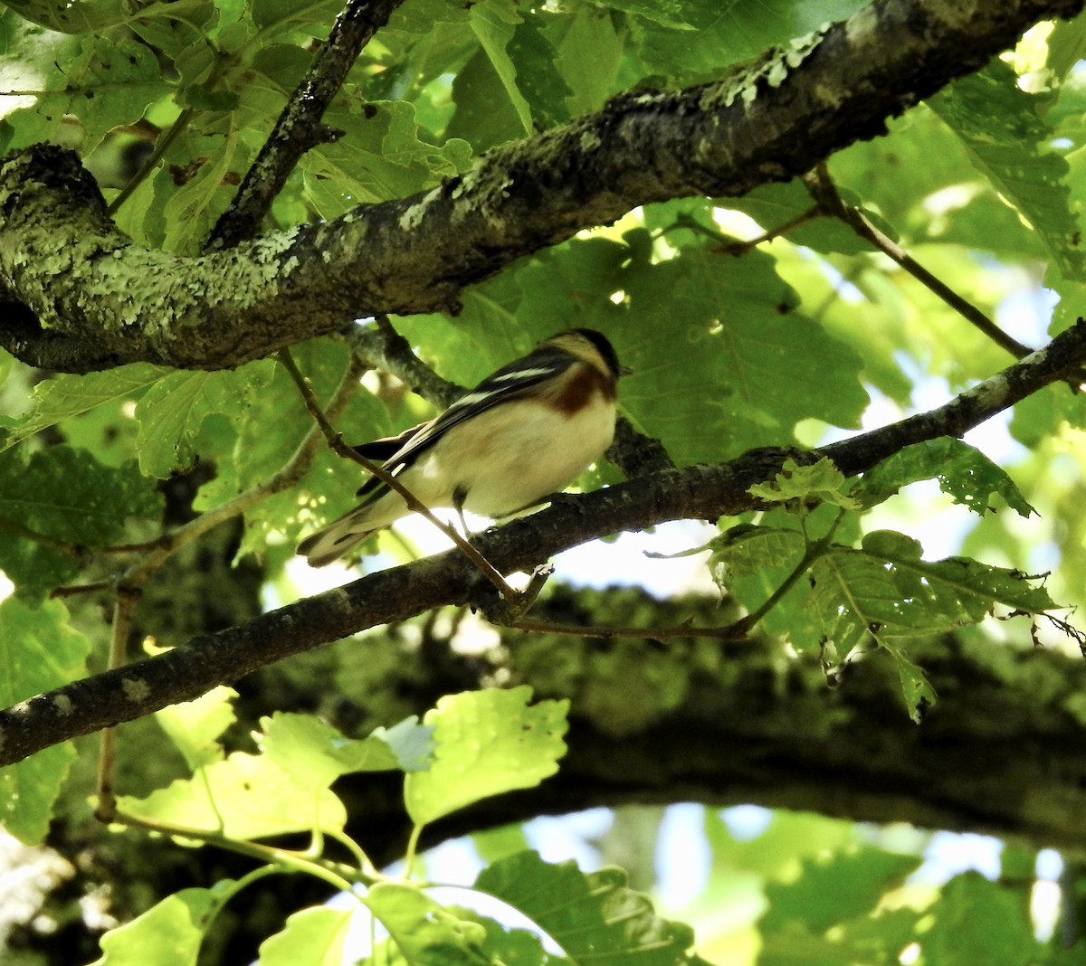 Bay-breasted Warbler - ML334711711