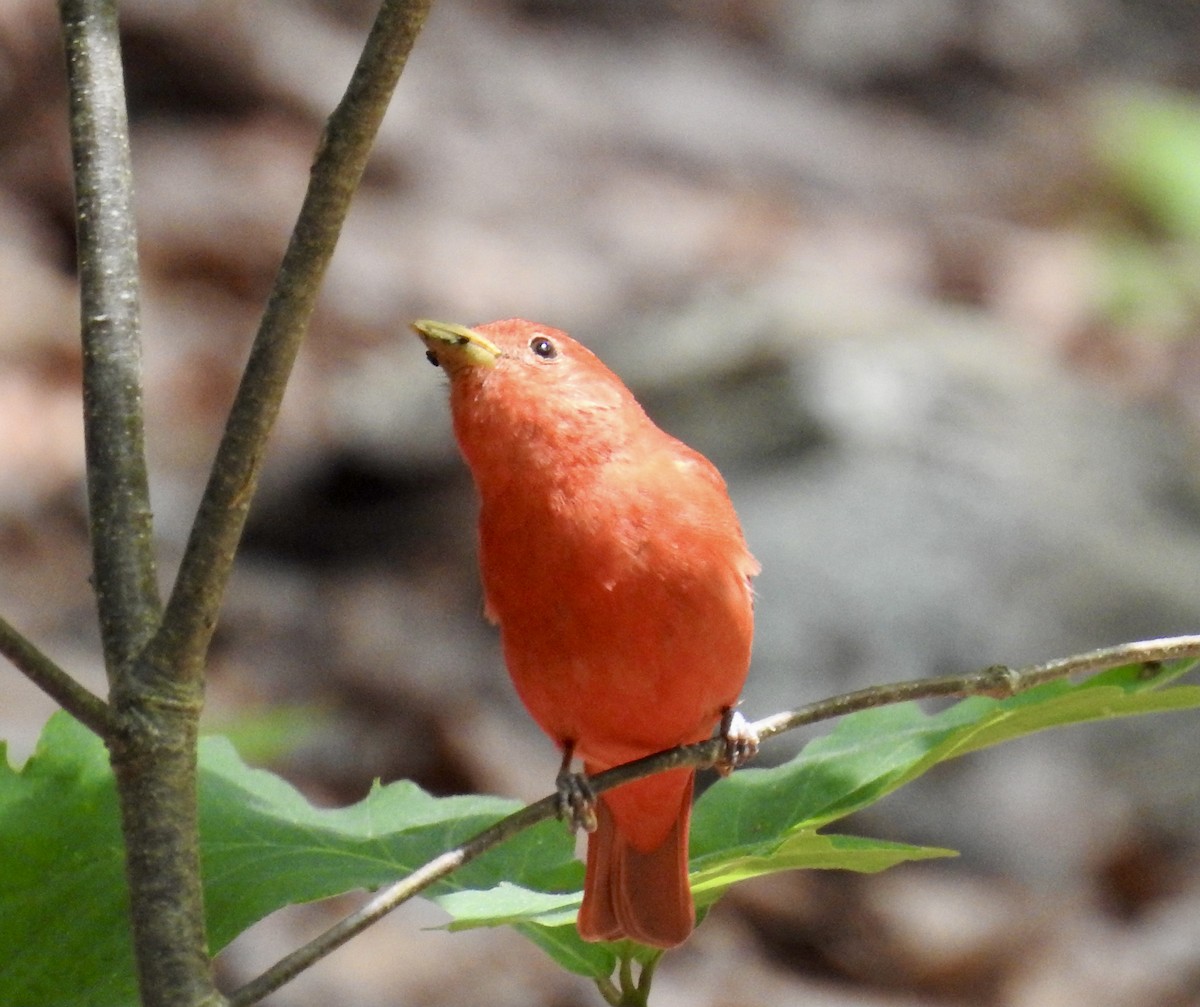 Summer Tanager - ML334711901