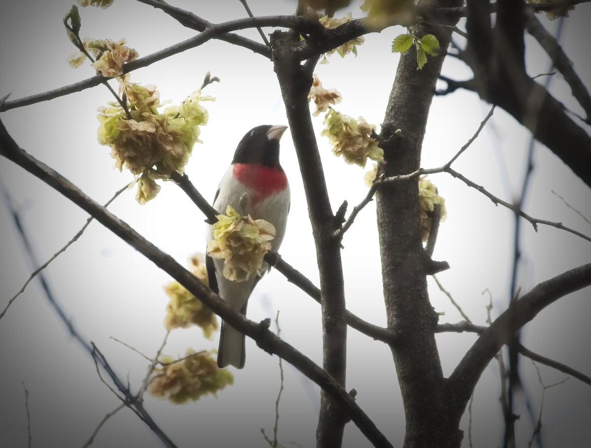 Rose-breasted Grosbeak - ML334712301