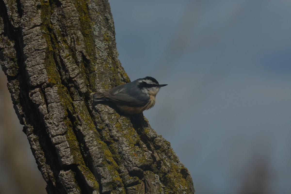 Red-breasted Nuthatch - Alyssa DeRubeis