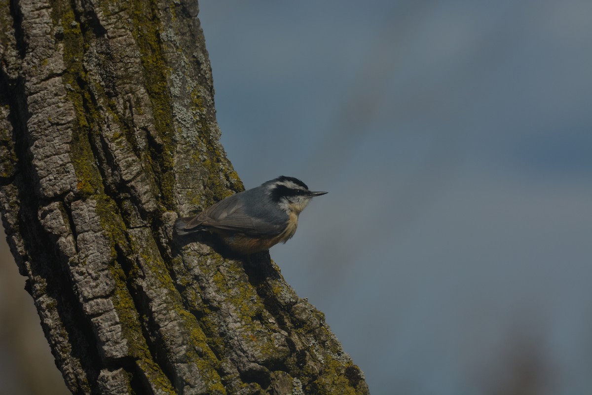 Red-breasted Nuthatch - Alyssa DeRubeis