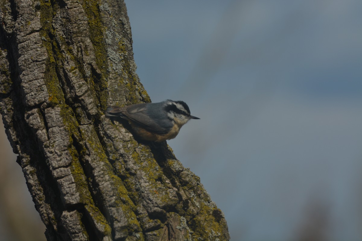 Red-breasted Nuthatch - Alyssa DeRubeis