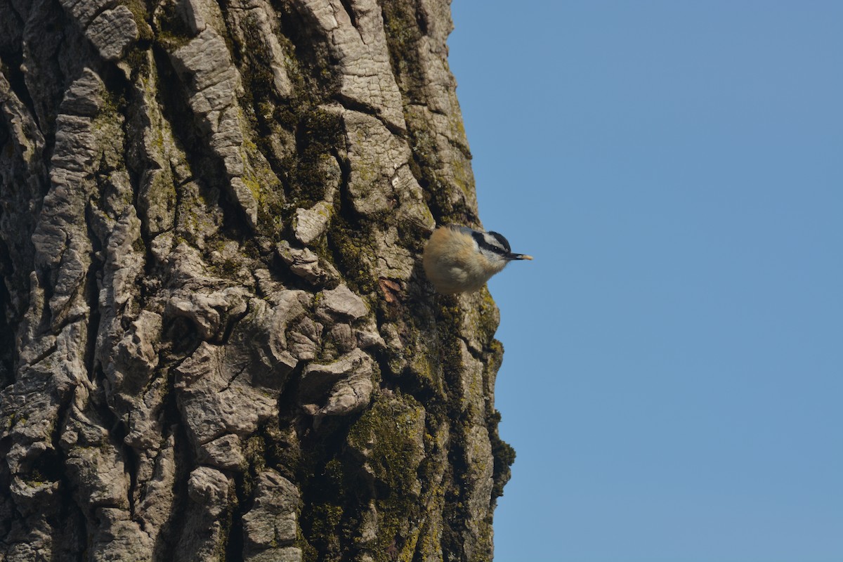 Red-breasted Nuthatch - Alyssa DeRubeis