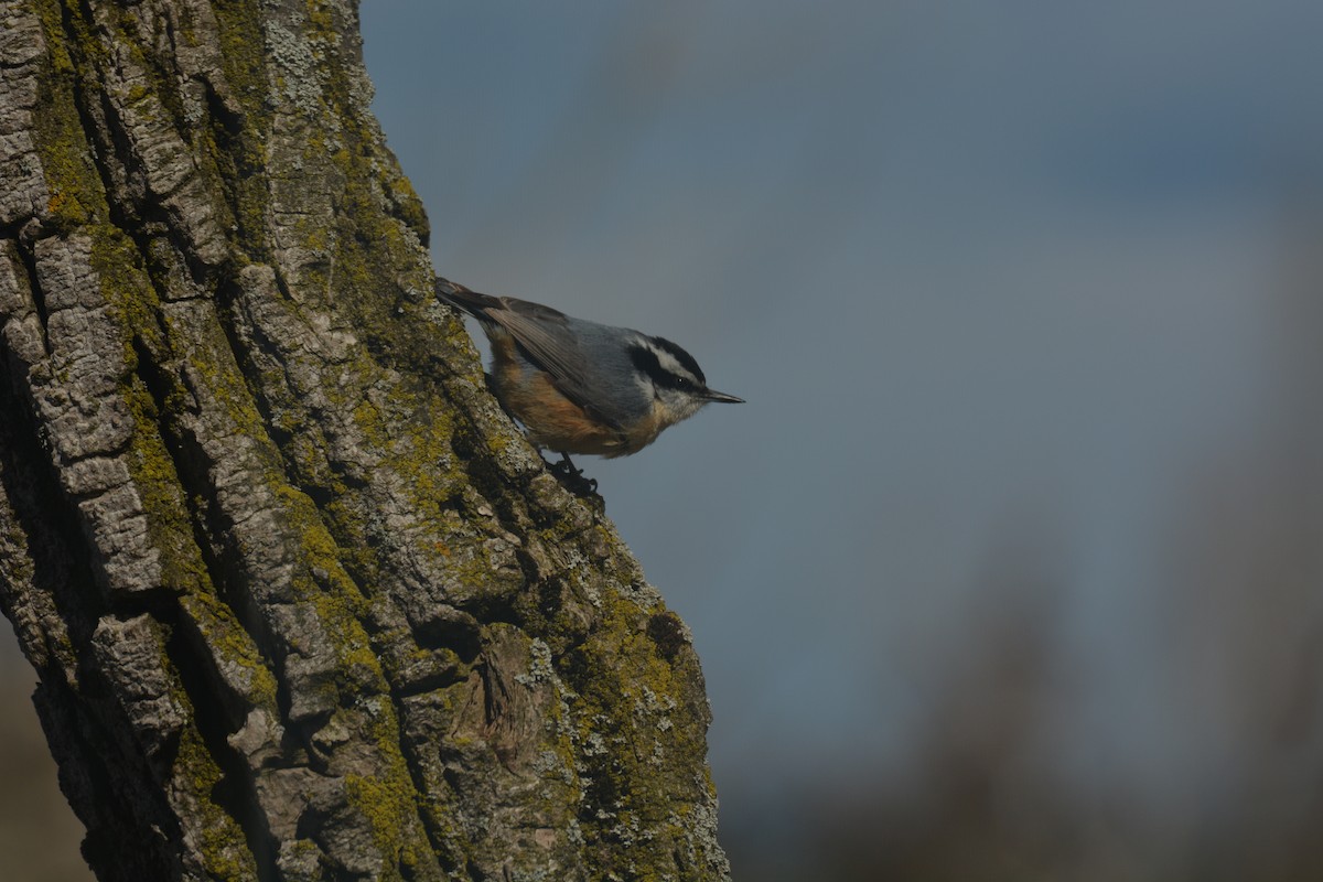 Red-breasted Nuthatch - Alyssa DeRubeis