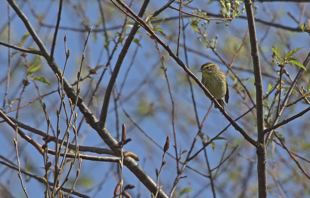 Palm Warbler (Western) - ML334715891