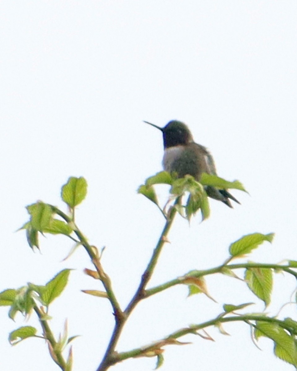 Ruby-throated Hummingbird - ML334717211