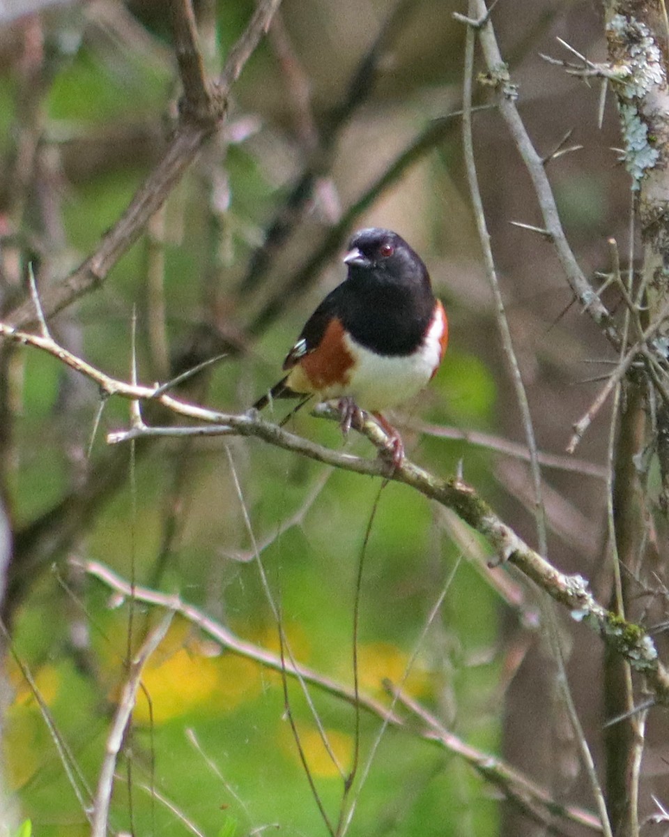Eastern Towhee - ML334718951