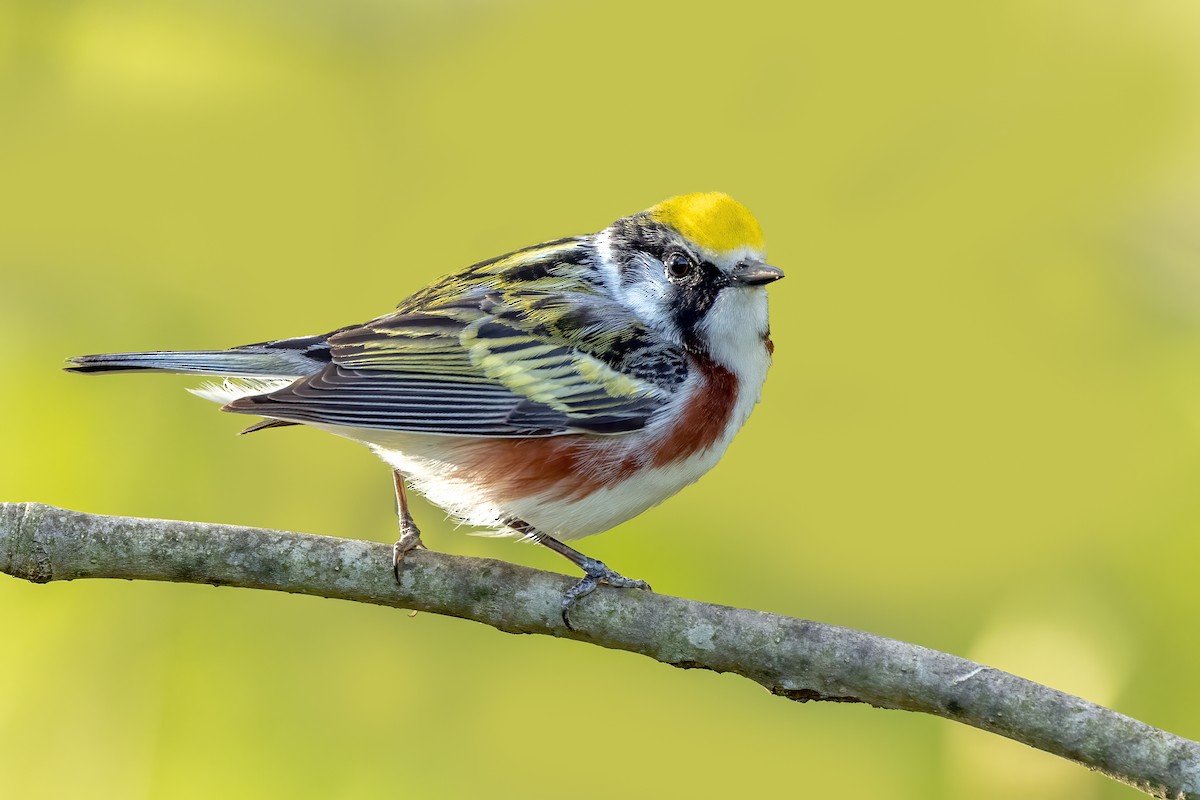 Chestnut-sided Warbler - ML334722111