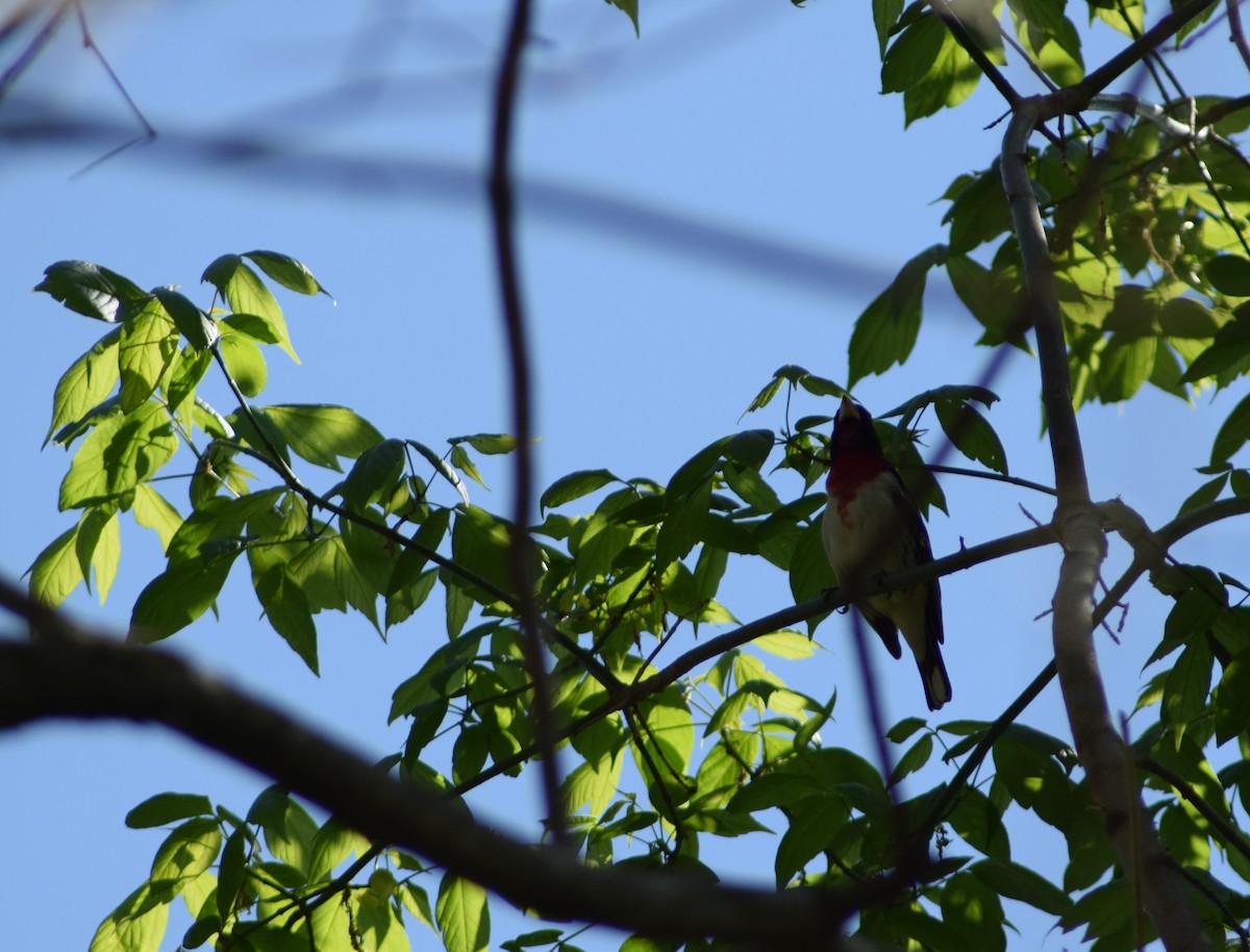 Rose-breasted Grosbeak - ML334722361