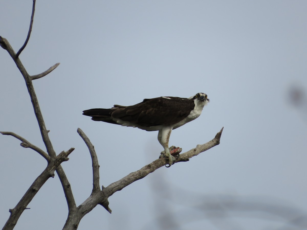 Osprey - ML334722931