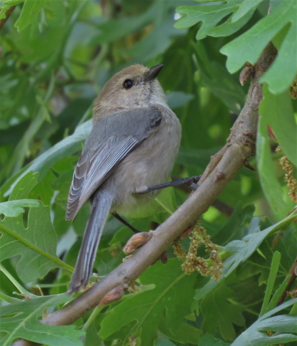 Bushtit - ML334723021