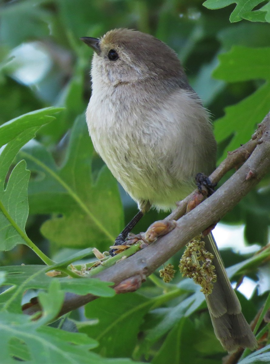 Bushtit - ML334723031