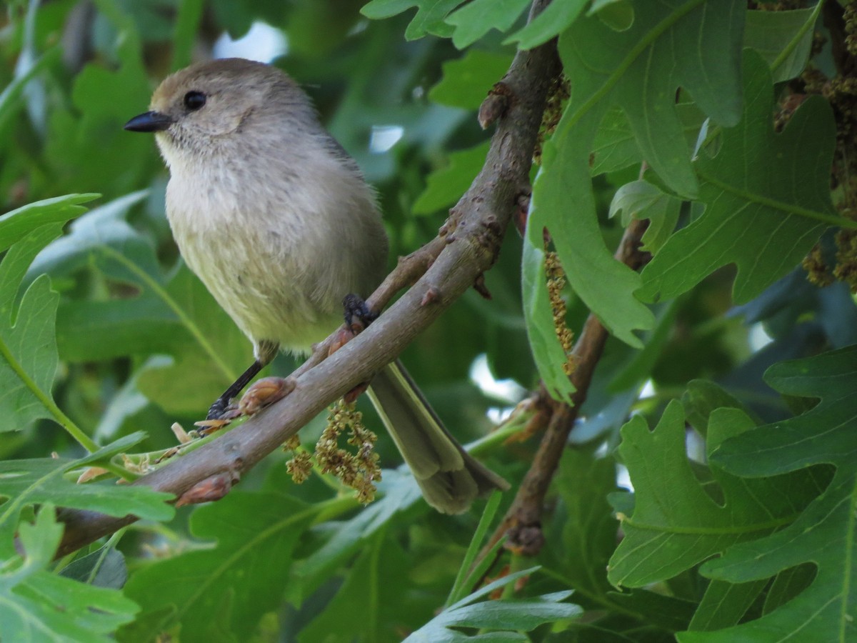 Bushtit - ML334723041