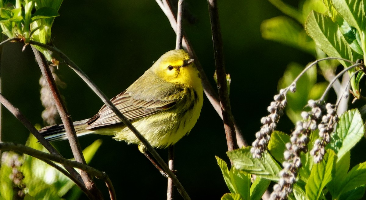 Prairie Warbler - Linda  LaBella