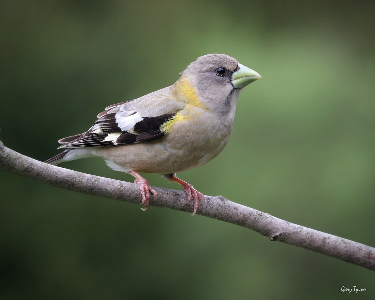 Evening Grosbeak - Gary Tyson