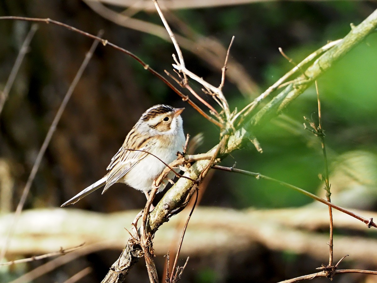 Clay-colored Sparrow - Gary Mueller