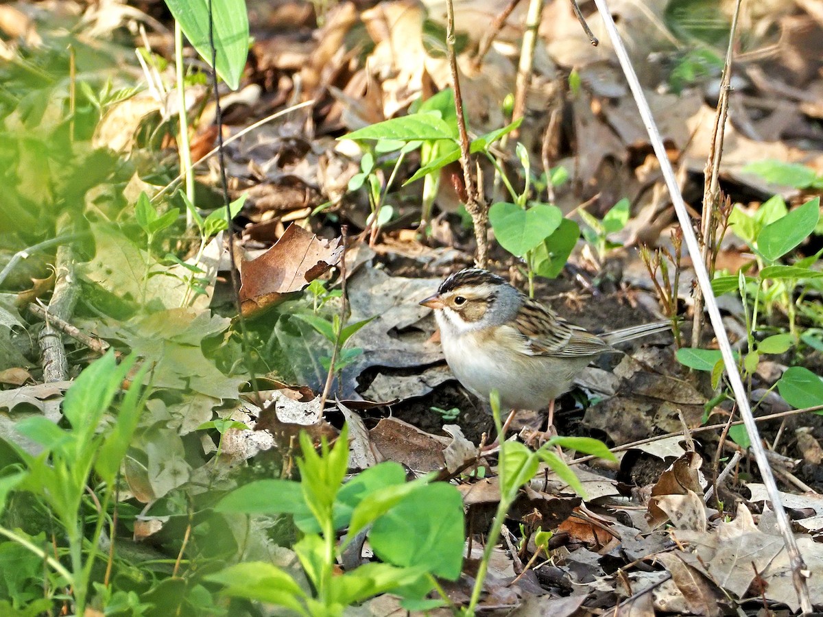 Clay-colored Sparrow - ML334725021