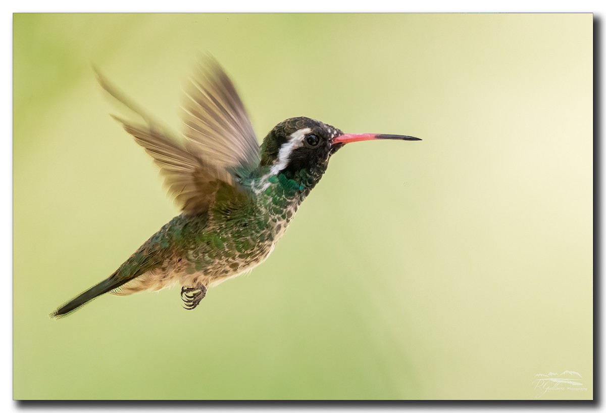White-eared Hummingbird - ML334725551