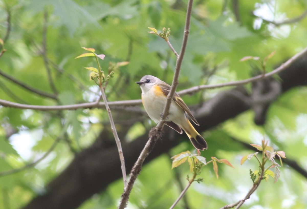 American Redstart - ML334726801