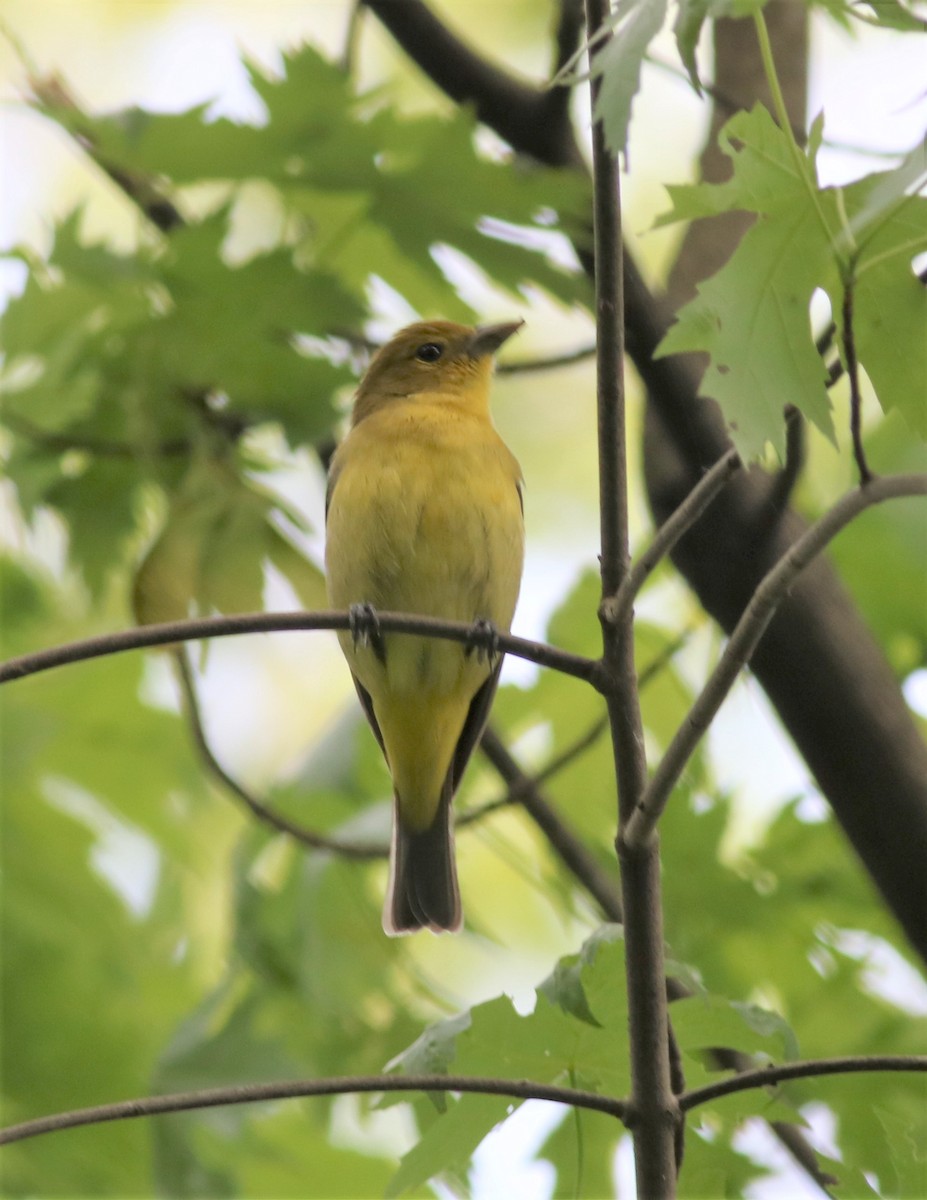 Scarlet Tanager - ML334726901