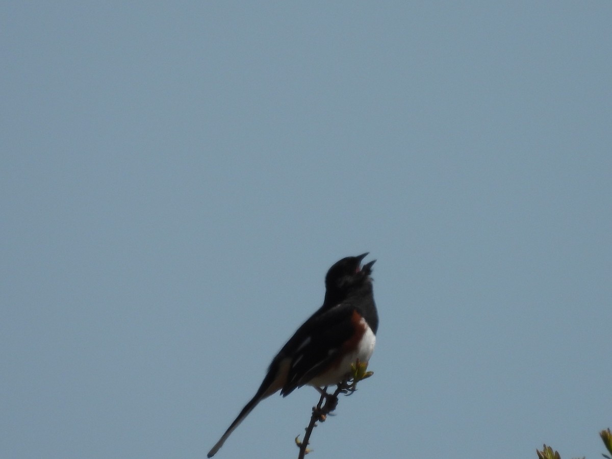 Eastern Towhee - ML334727351