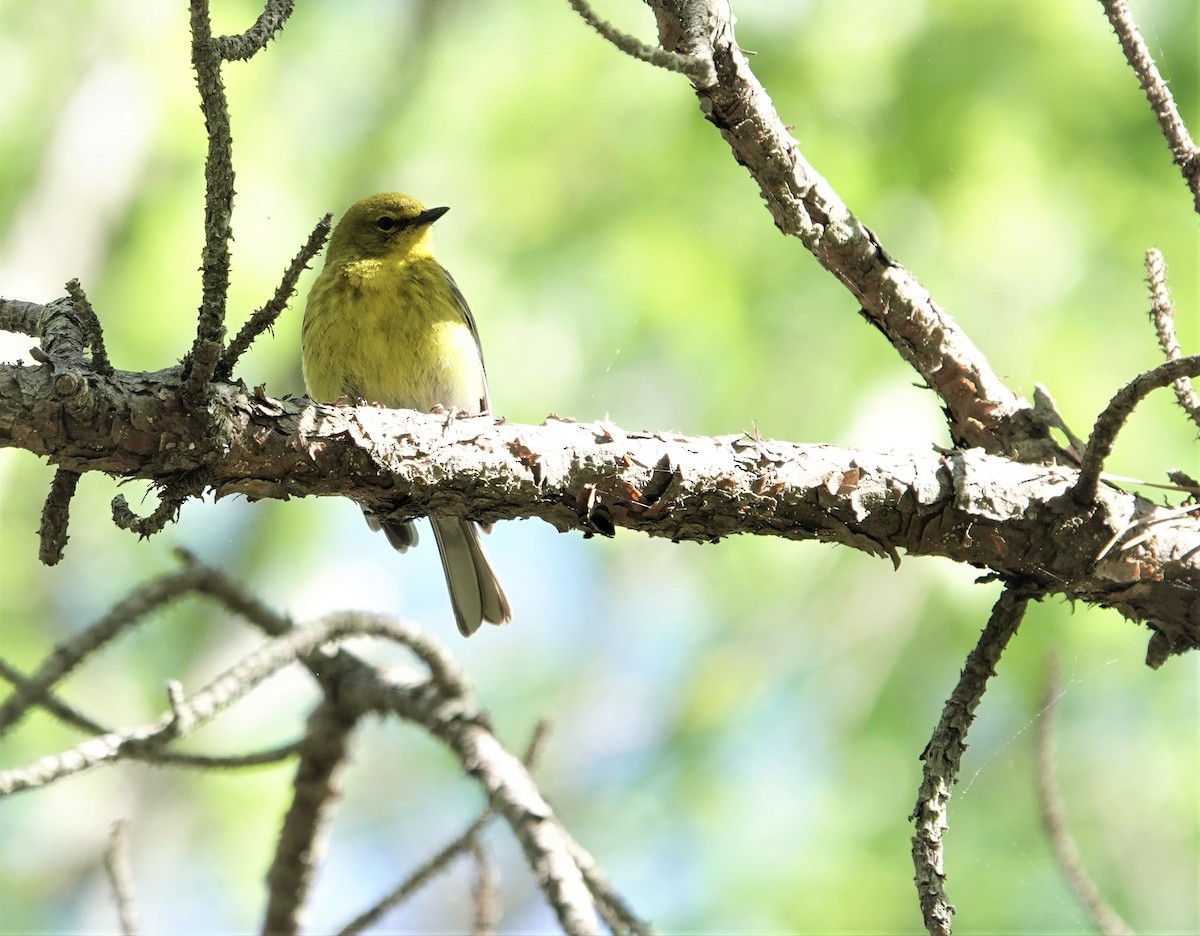 Pine Warbler - ML334727931