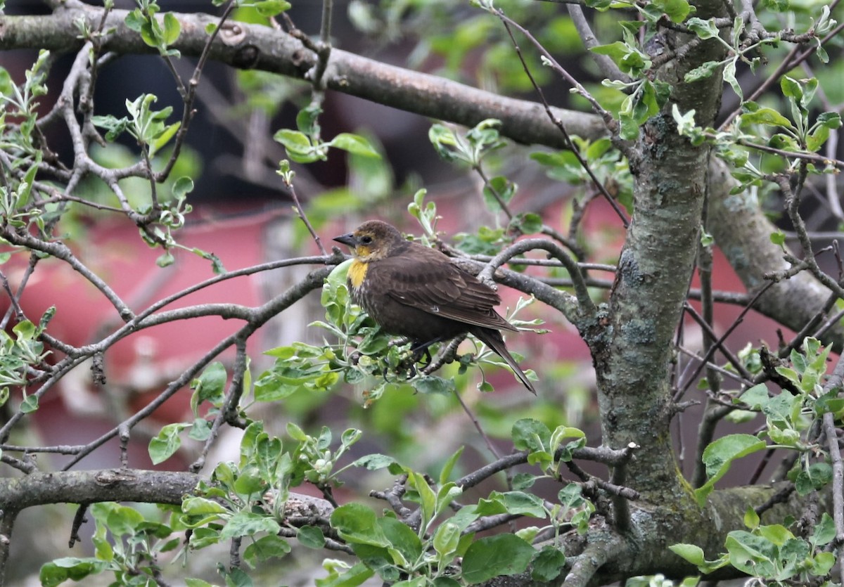 Yellow-headed Blackbird - ML334728181