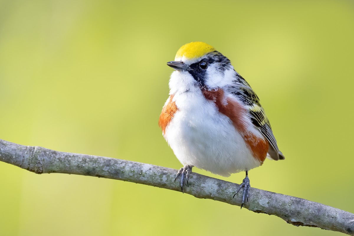 Chestnut-sided Warbler - ML334728261